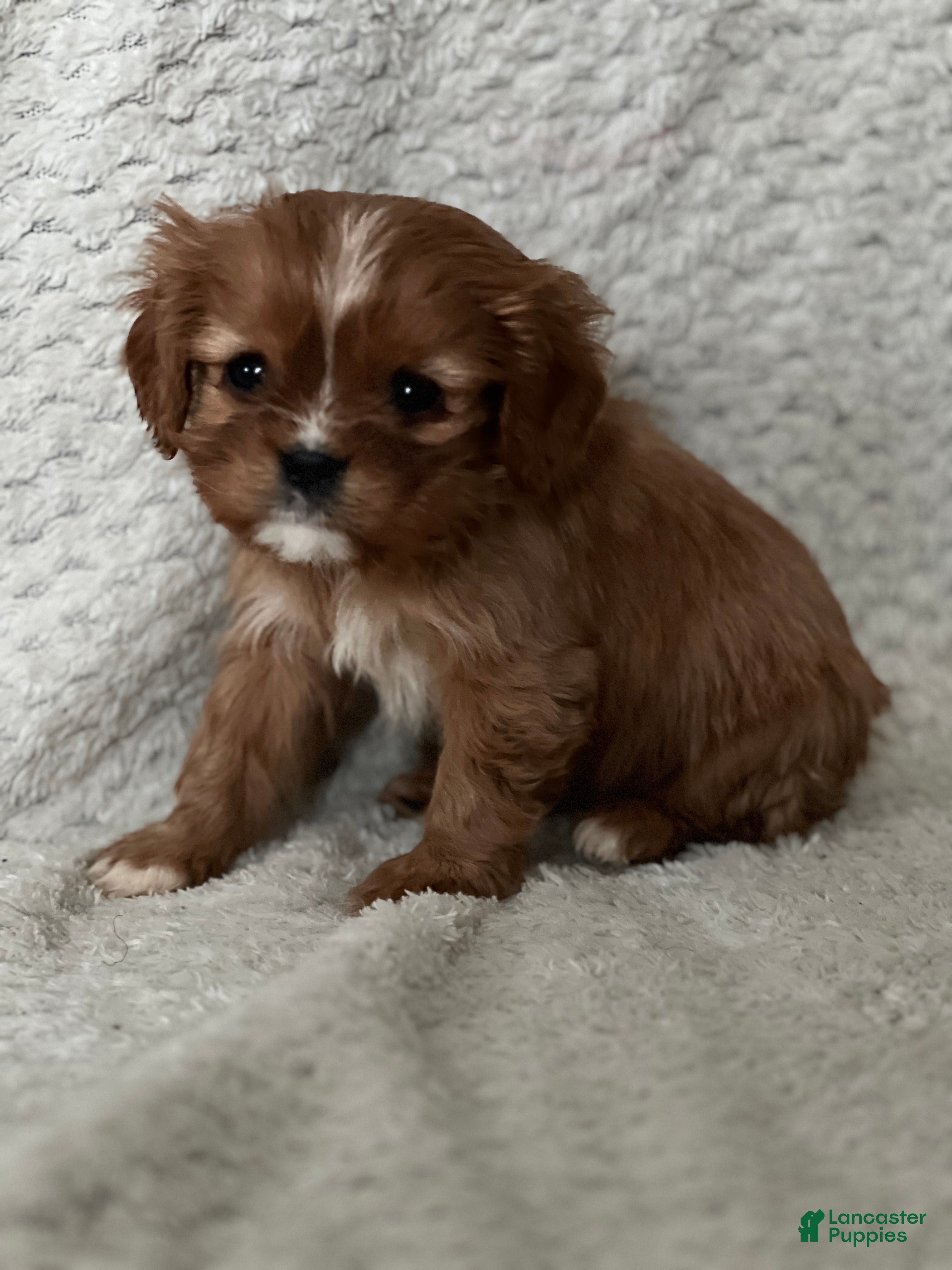 Cavalier King Charles Spaniel dogs Dinah - Ad 28