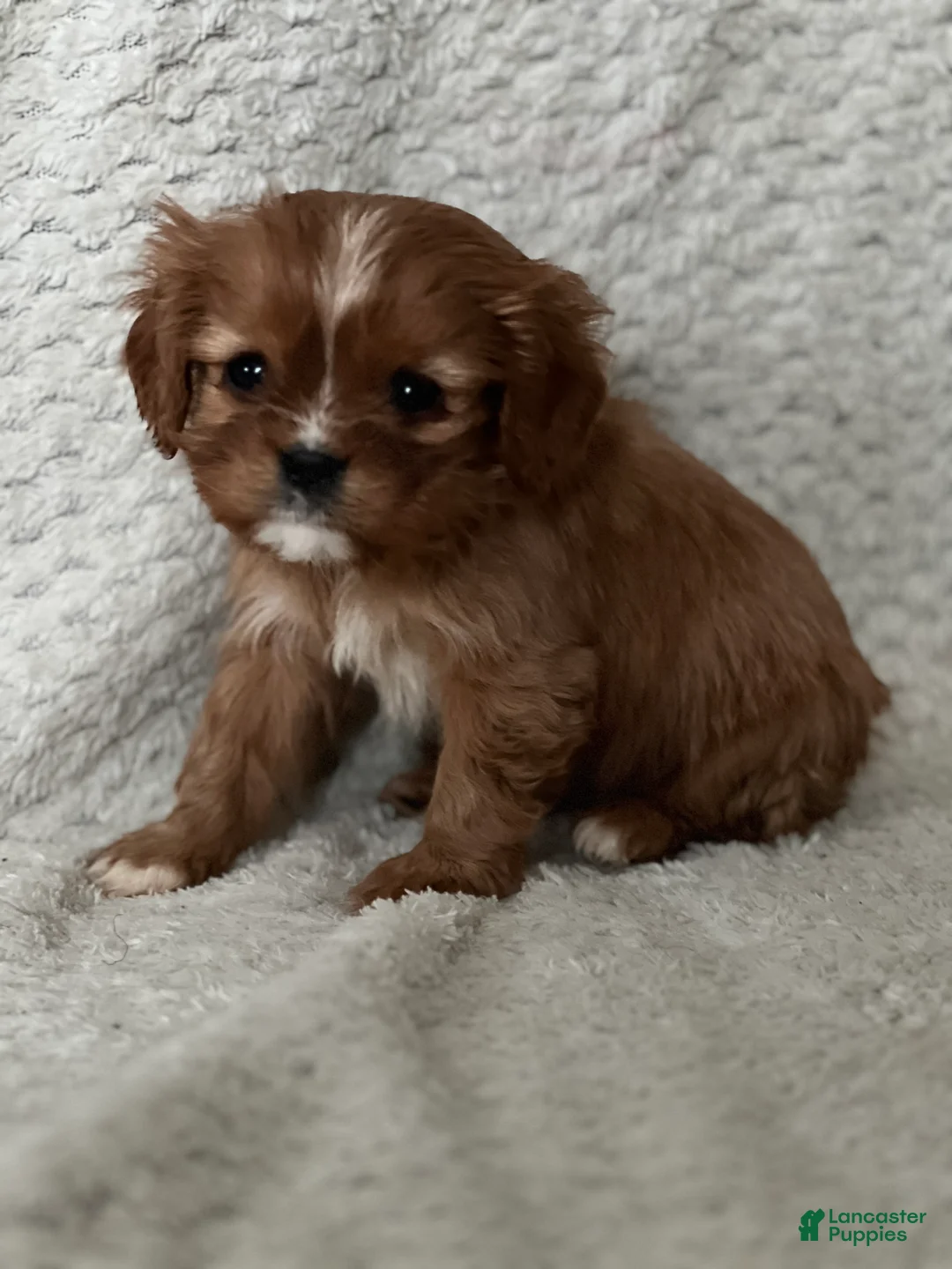 Cavalier King Charles Spaniel dogs for sale: Dinah - Ad 1