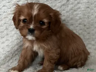 Cavalier King Charles Spaniel dogs Dinah - Ad 18