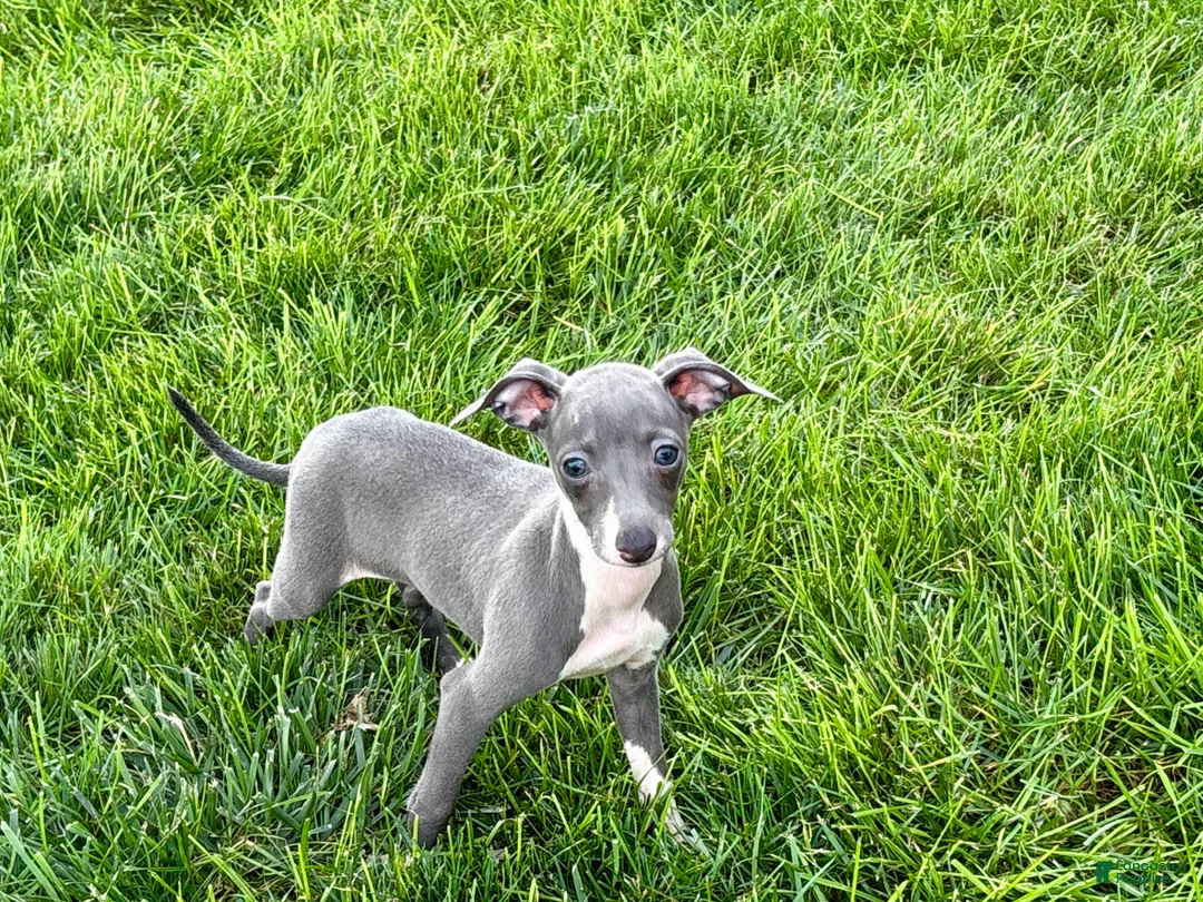 Italian Greyhound dogs for sale: Sydney  - Ad 2