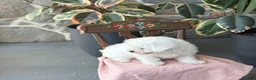 Bichon Frise dogs for sale: Jemima - Ad 14