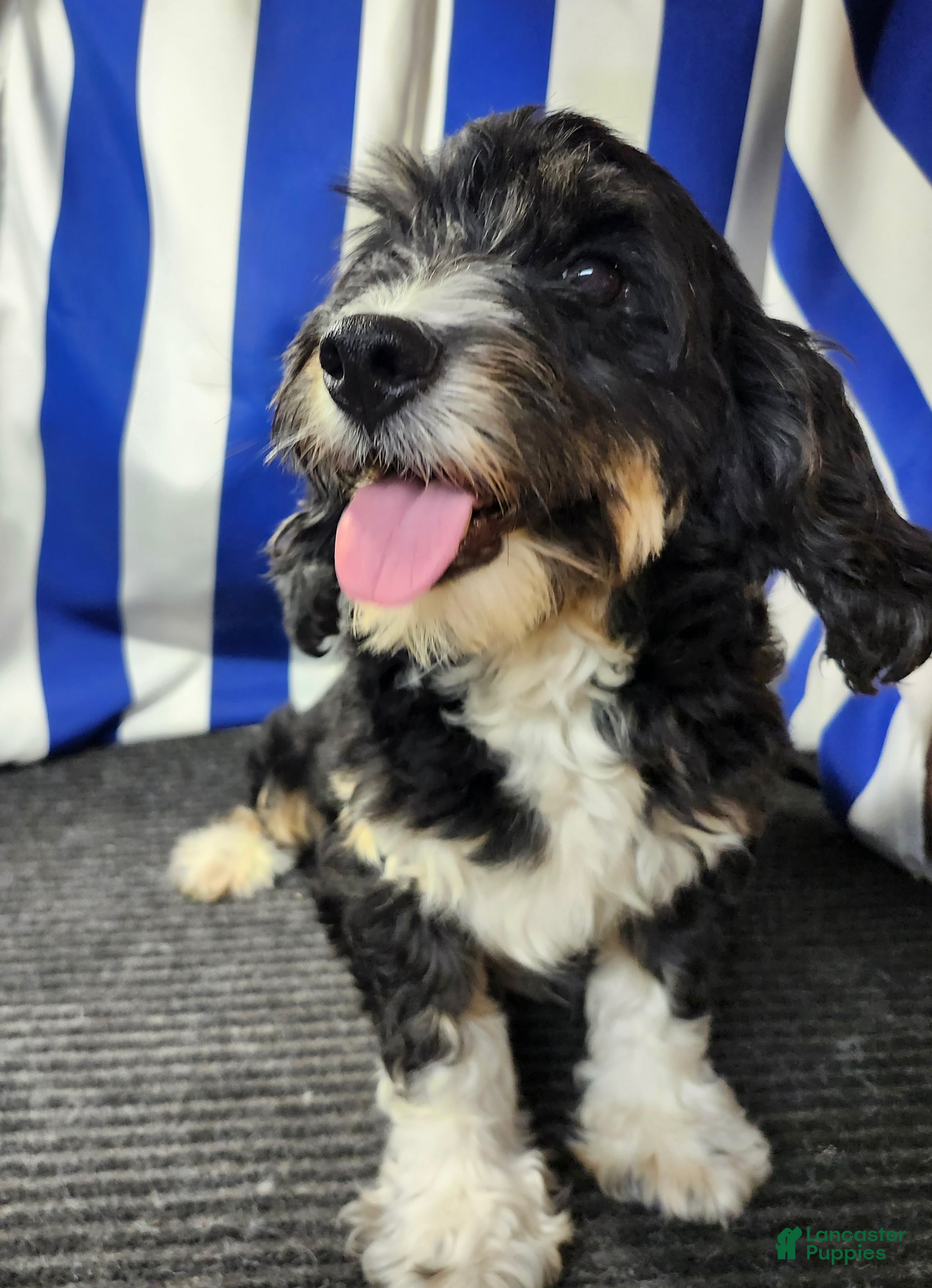 Bernedoodle dogs Jenna - Ad 2