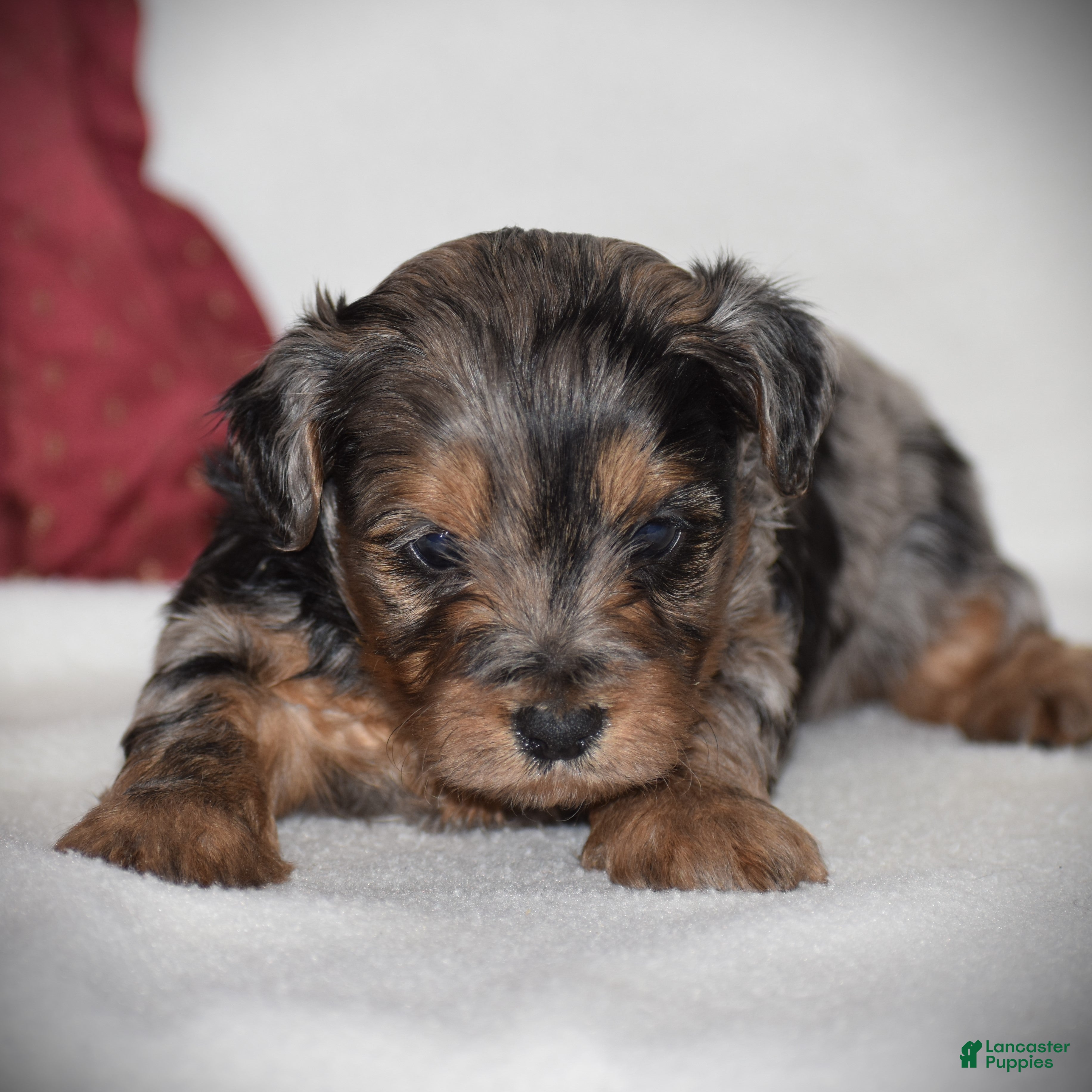 Yorkiepoo dogs Vincent - Ad 2
