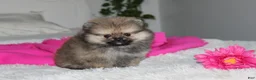 Pomeranian dogs for sale: Tiny Tessa - Ad 7