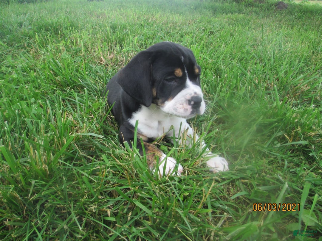 Gallery Image {{count}}