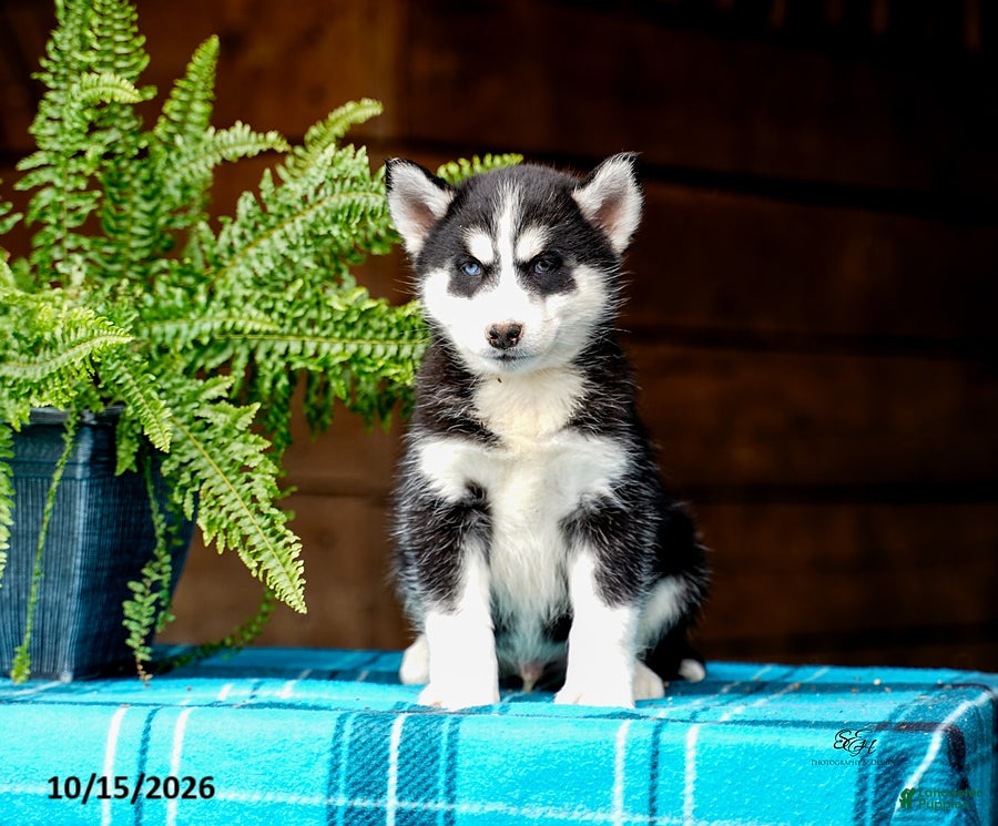 Pomsky dogs Taffy - Ad 2