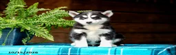 Pomsky dogs for sale: Taffy - Ad 2