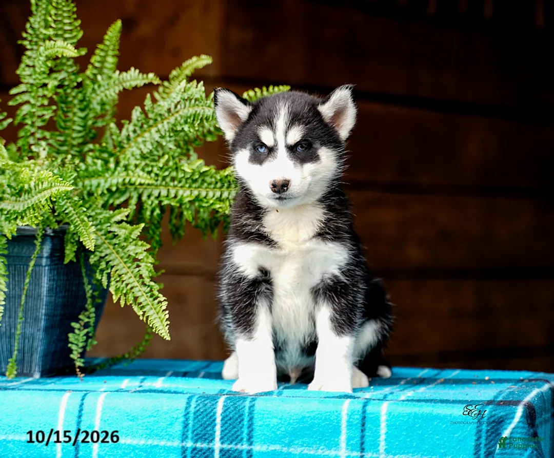 Pomsky dogs for sale: Taffy - Ad 2