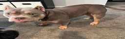 American Bully dogs for sale: American Bully Puppy 3 - Ad 3