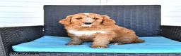 Goldendoodle dogs for sale: Jackson - Ad 4