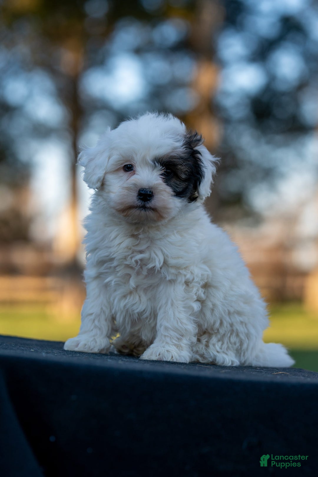 Gallery Image {{count}}