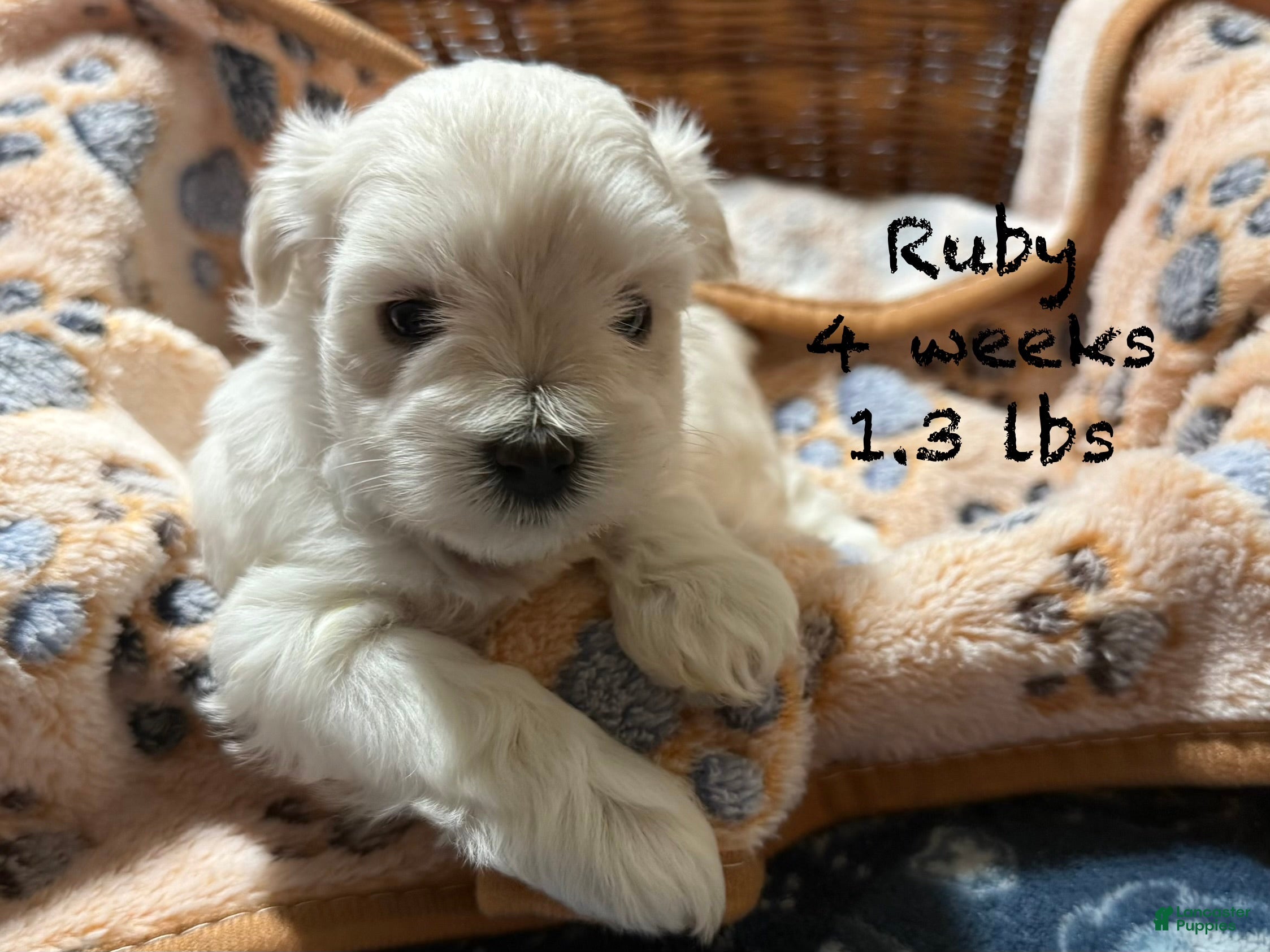 Miniature Schnauzer dogs for sale: Ruby - Ad 1