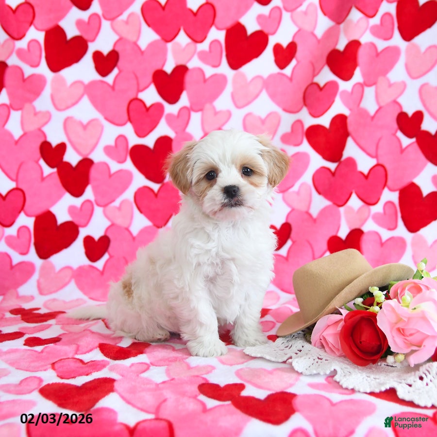 Shorkie dogs Cupid - Ad 2