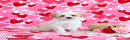 Shorkie dogs for sale: Cupid - Ad 2