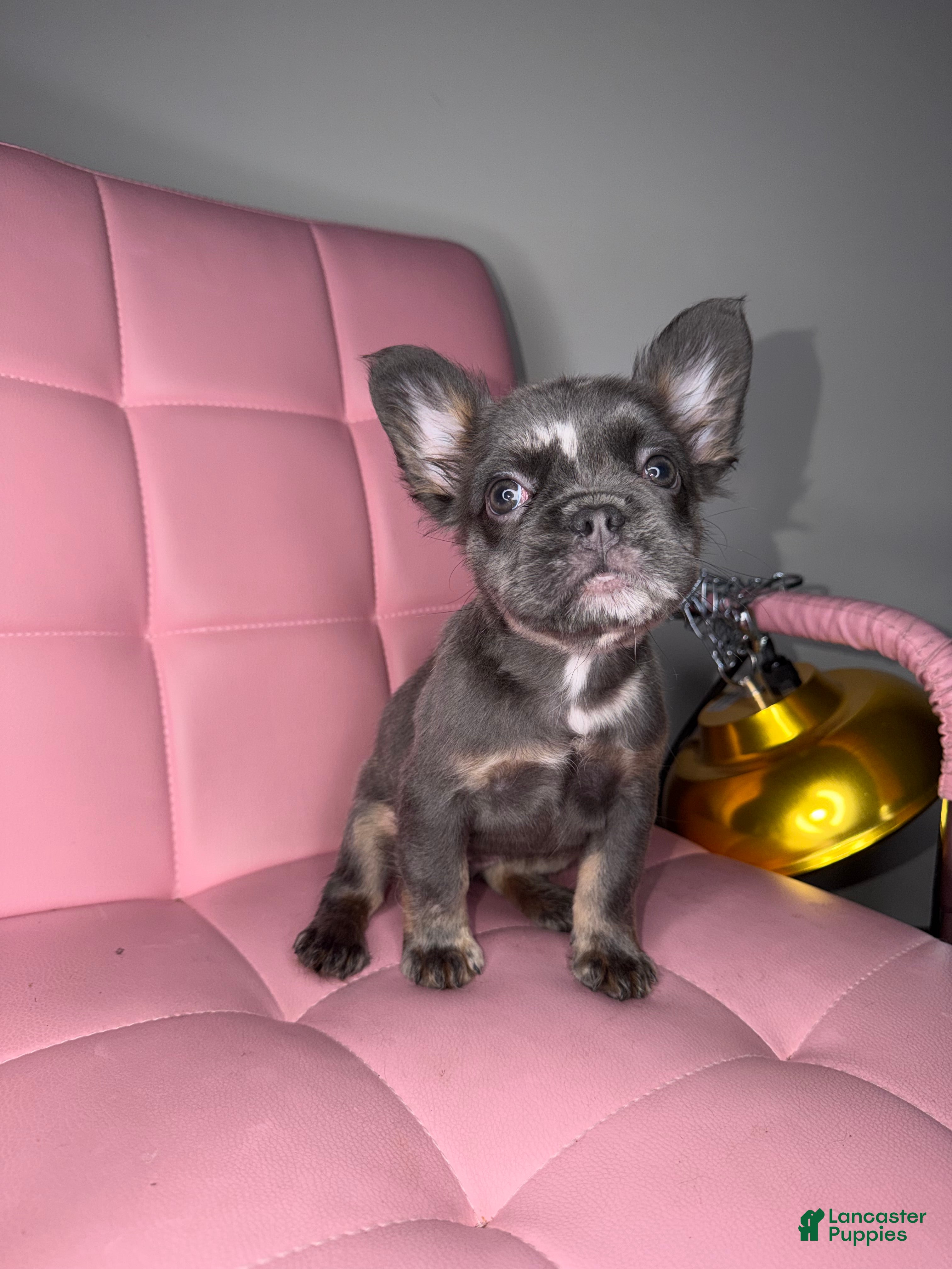 French Bulldog dogs French Bulldog Puppy 4 - Ad 2