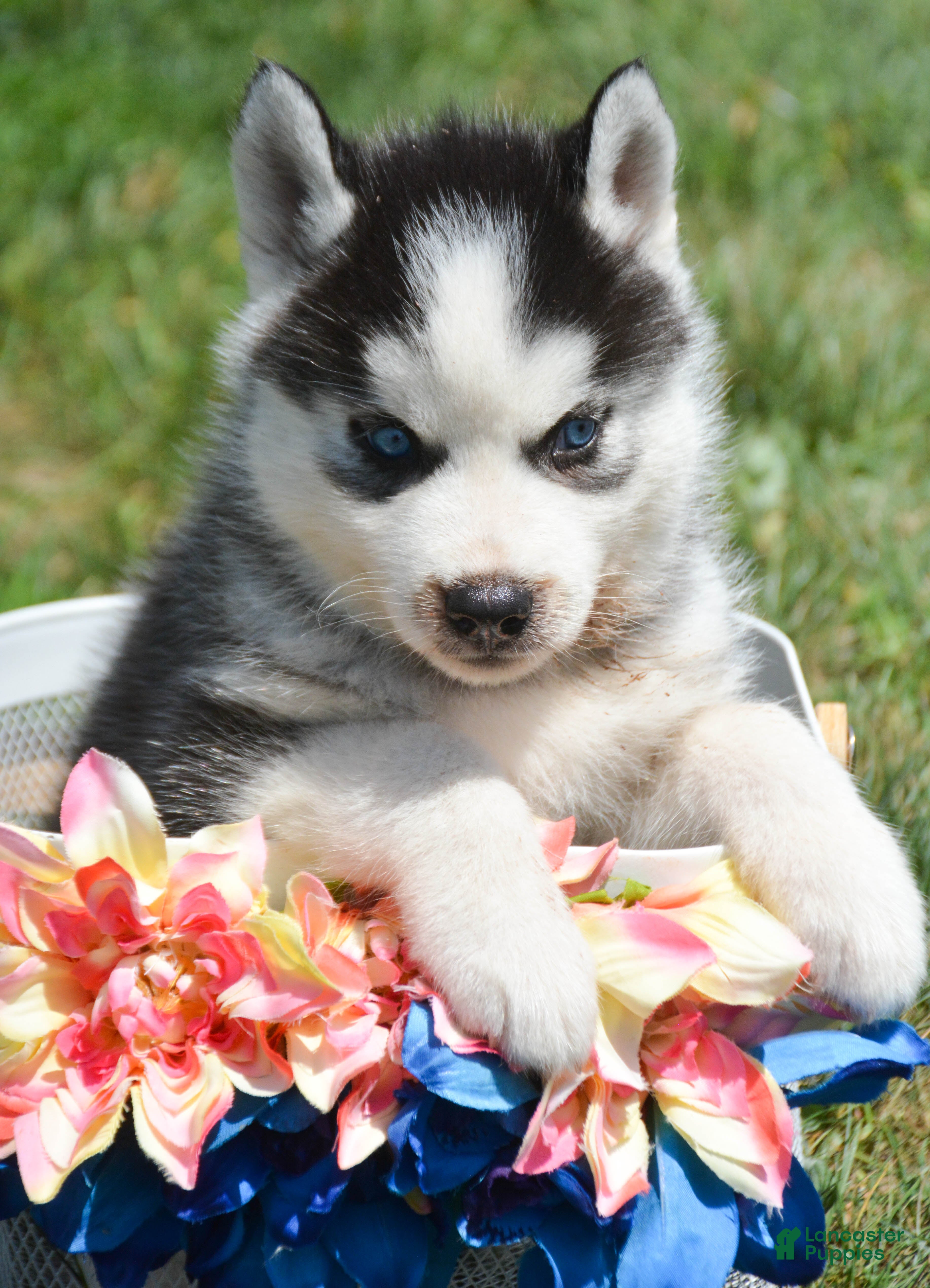 Siberian Husky dogs Harper Siberian Husky F - Ad 17