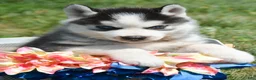 Siberian Husky dogs for sale: Harper Siberian Husky F - Ad 2