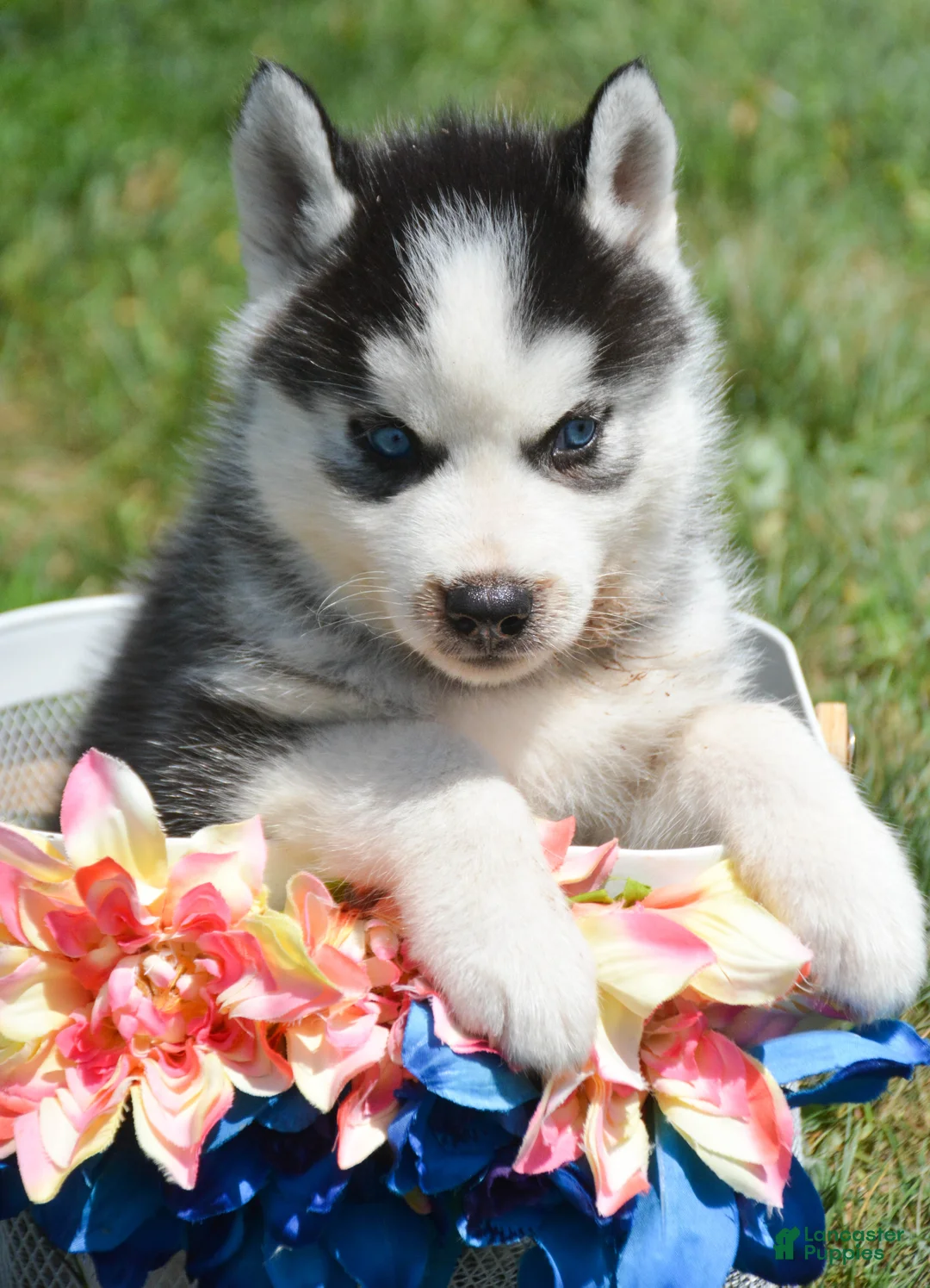 Siberian Husky dogs for sale: Harper Siberian Husky F - Ad 2