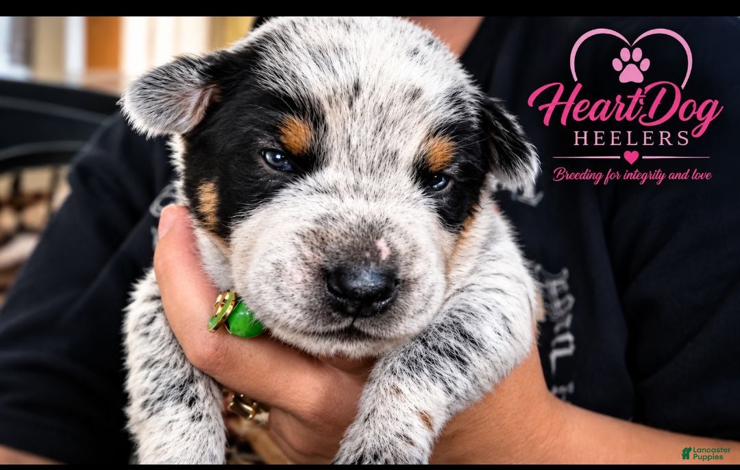 Australian Cattle Dog dogs for sale: Bagul (RESERVED) - Ad 11