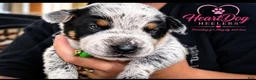 Australian Cattle Dog dogs for sale: Bagul (RESERVED) - Ad 1