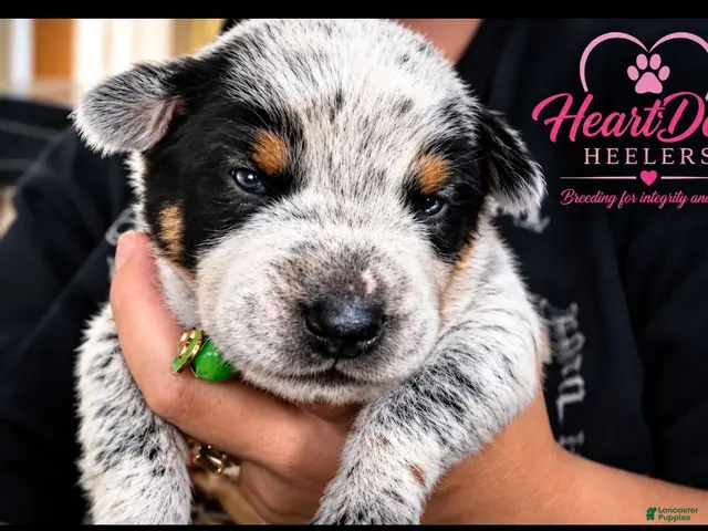 Australian Cattle Dog dogs for sale: Bagul (RESERVED) - Ad 11