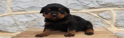 Rottweiler dogs for sale: Beavo - Ad 4