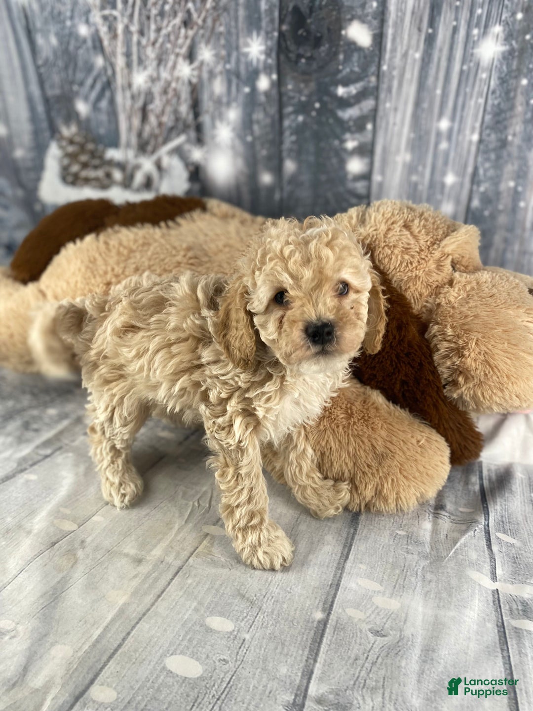 Cavapoo dogs for sale: Kobe - Ad 5