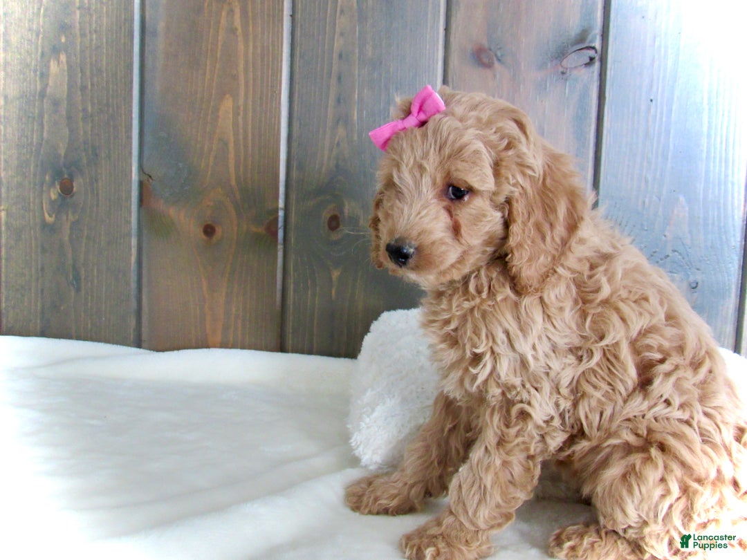 Mini Goldendoodle dogs for sale: Mindy - Ad 15