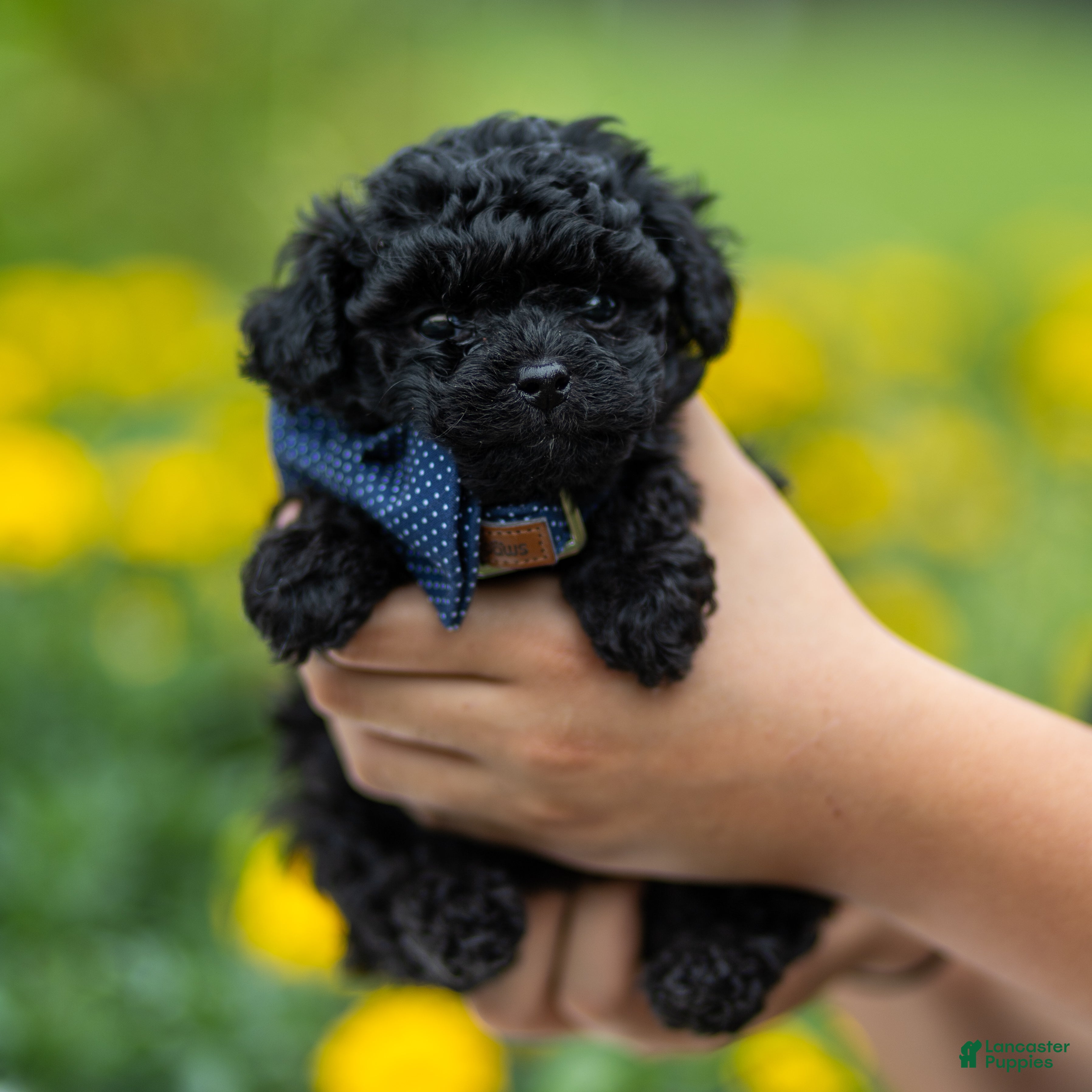 Toy Poodle dogs for sale: Anton - Ad 2