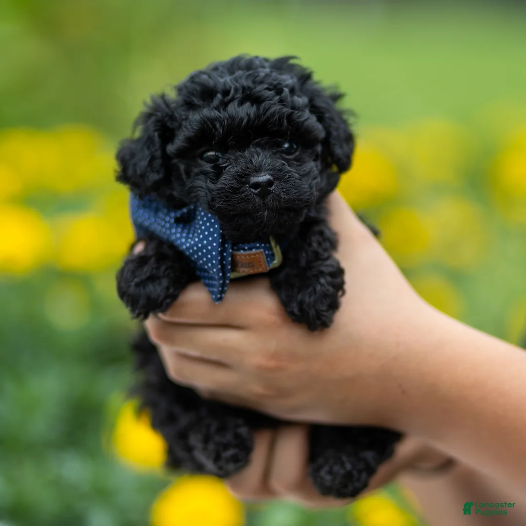 Toy Poodle dogs for sale: Anton - Ad 1