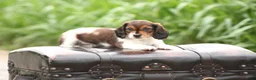 Dachshund dogs for sale: Smokey - Ad 3