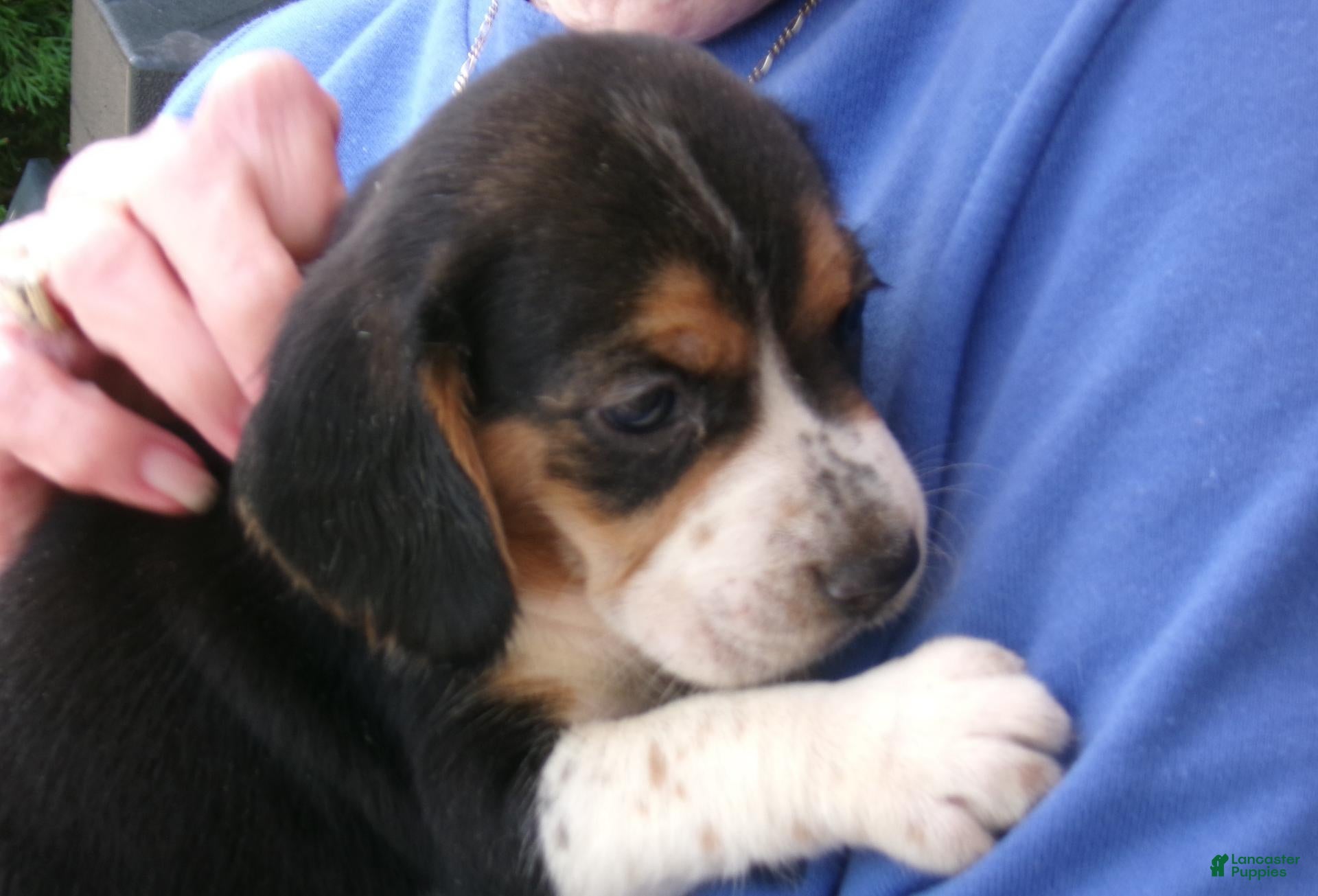 Beagle dogs Beagle 2 - Ad 1