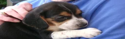 Beagle dogs for sale: Beagle 2 - Ad 1