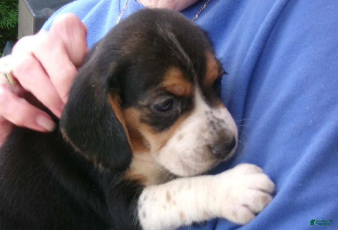 Beagle dogs for sale: Beagle 2 - Ad 1