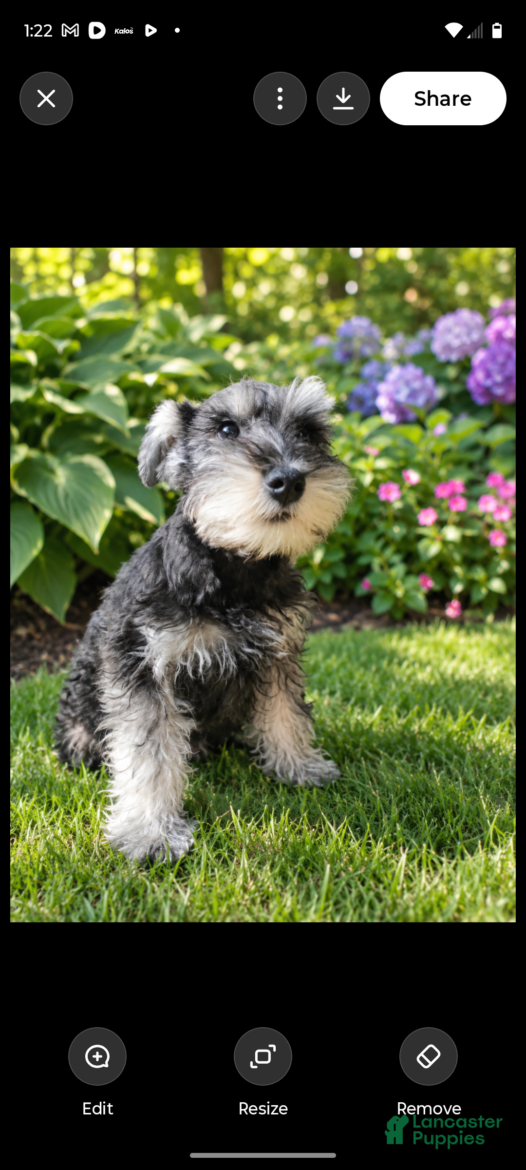 Miniature Schnauzer dogs Miniature Schnauzer 2 - Ad 2