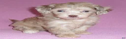 Shihpoo dogs for sale: Snoopy - Ad 9