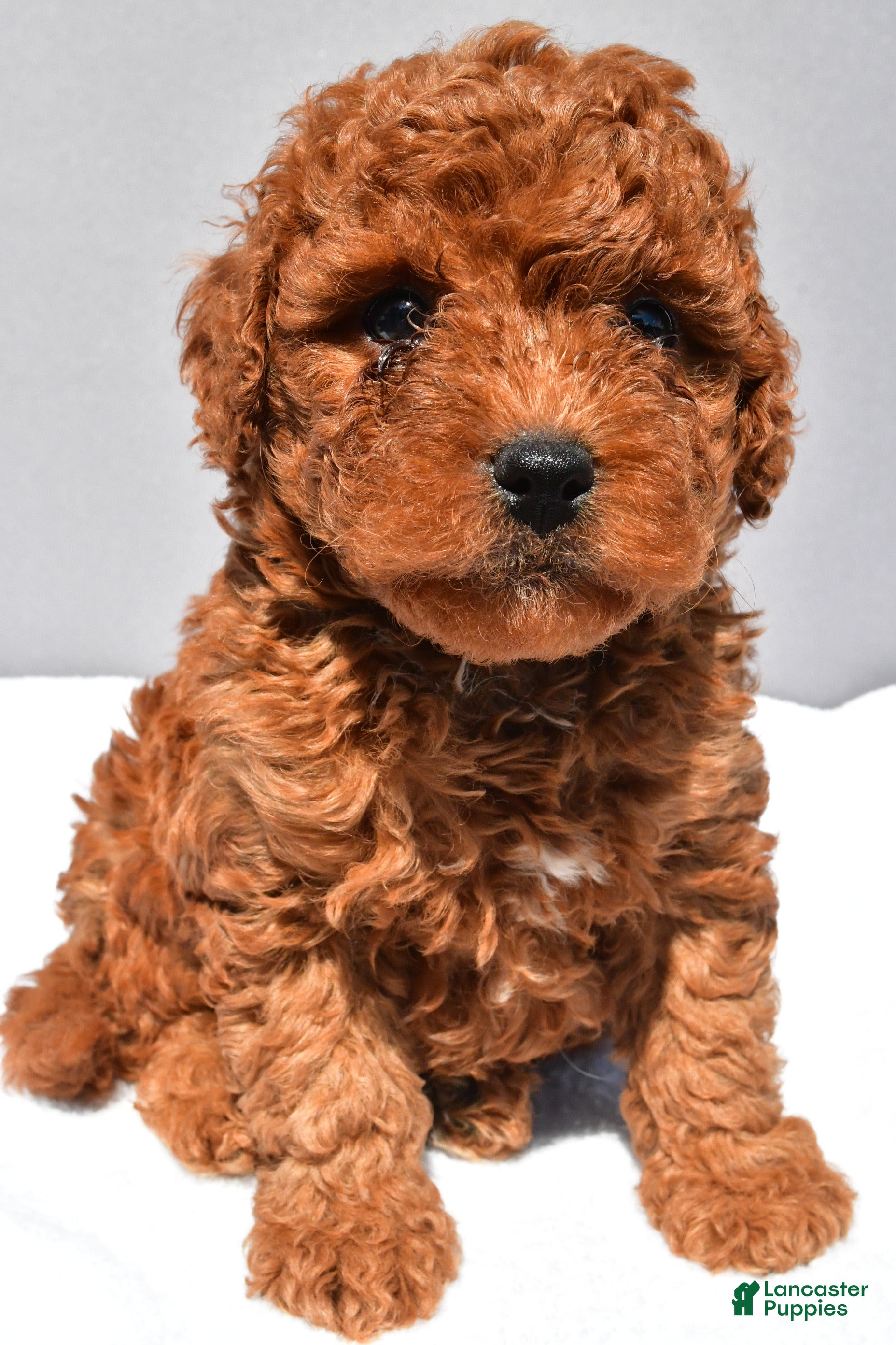 Cavapoo dogs Cruze - Ad 2