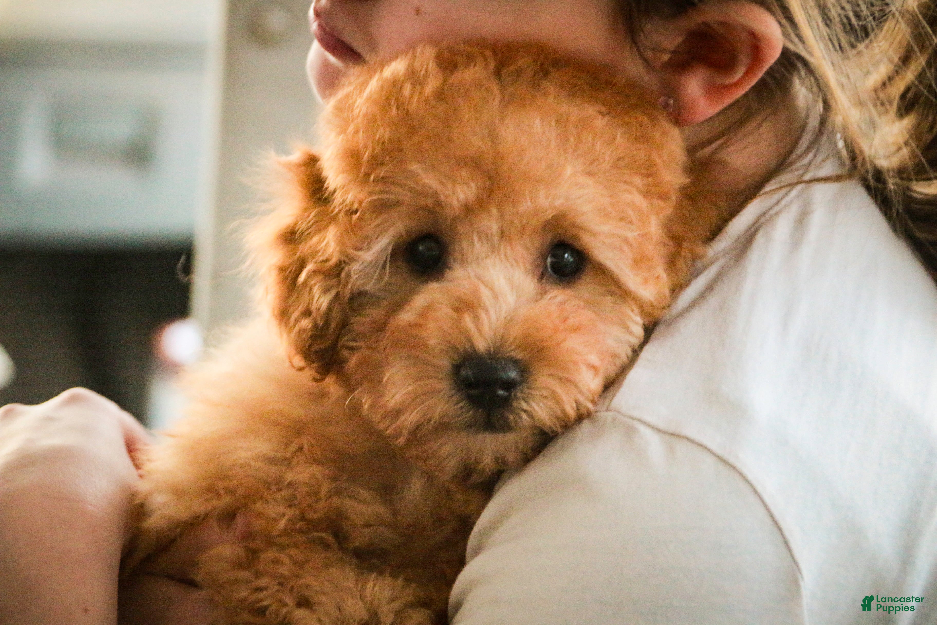 Miniature Poodle dogs Fredrick - Ad 36