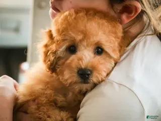 Miniature Poodle dogs Fredrick - Ad 4