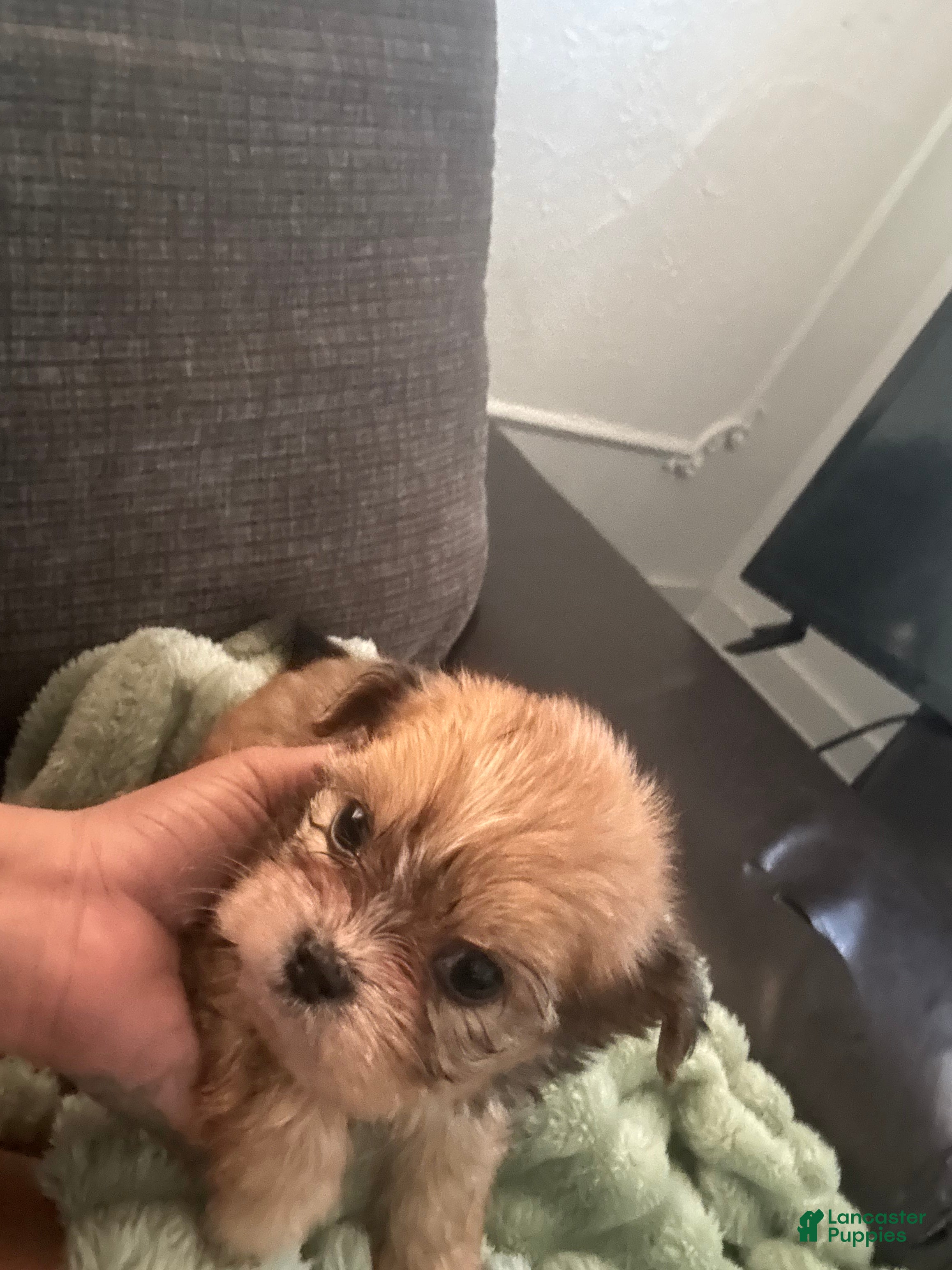 Mixed Breed dogs Mixed Breed Puppy 2 - Ad 9