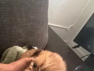 Mixed Breed dogs Mixed Breed Puppy 2 - Ad 9