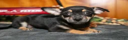 Chihuahua dogs for sale: Arnie - Ad 2