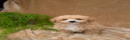 Bichpoo dogs for sale: Kipp - Ad 1