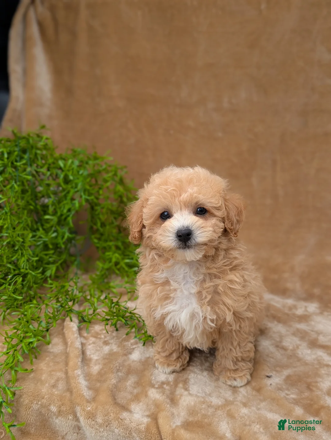 Bichpoo dogs for sale: Kipp - Ad 1
