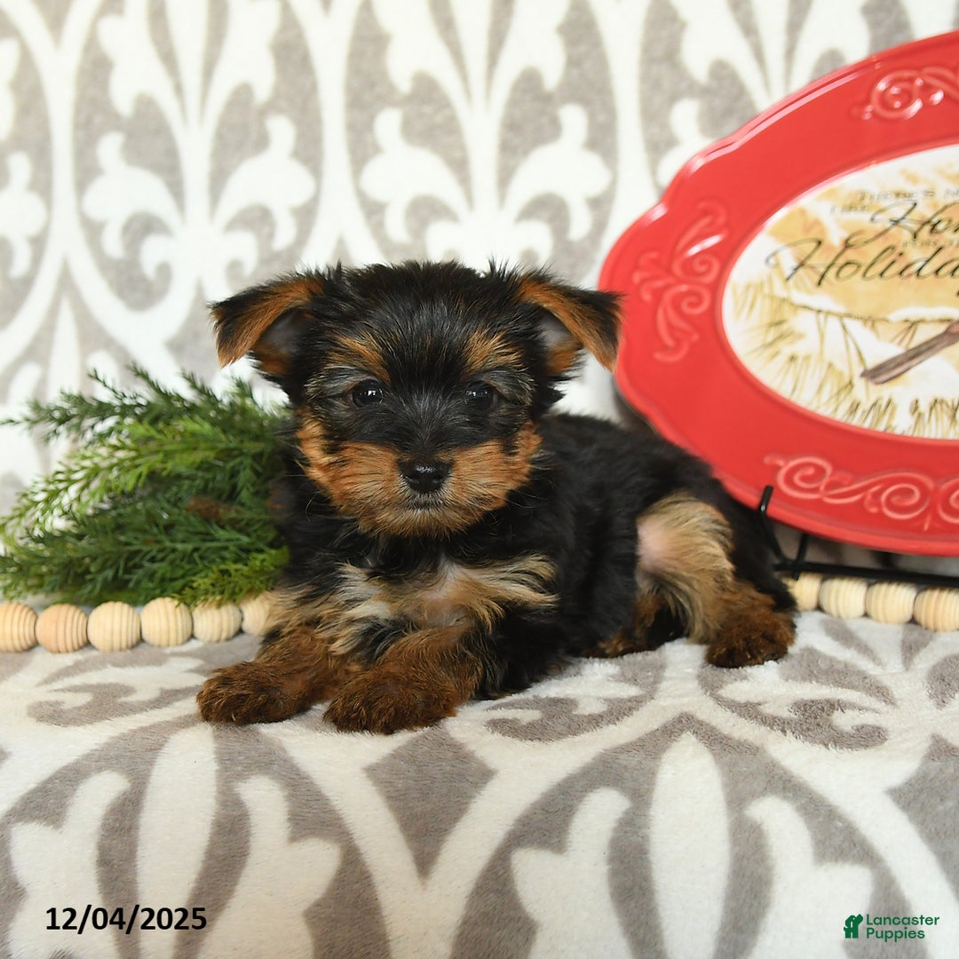 Yorkiepoo dogs for sale: Dustin  - Ad 5