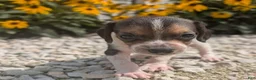 Beagle dogs for sale: Ham - Ad 7