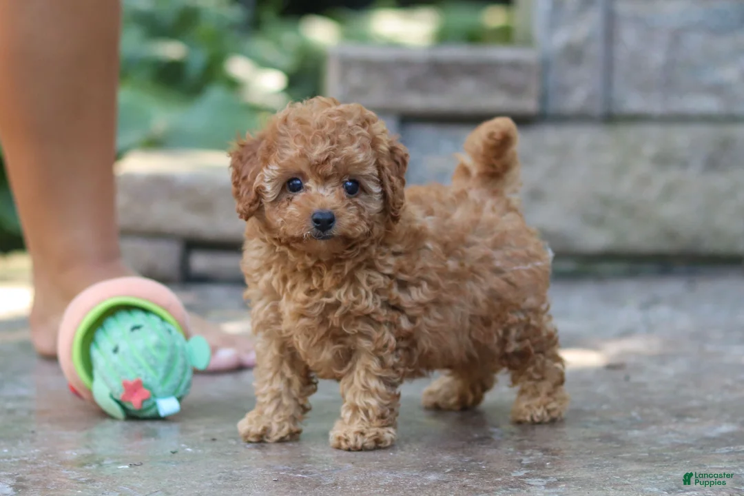 Cavapoo dogs for sale: Emily  - Ad 1