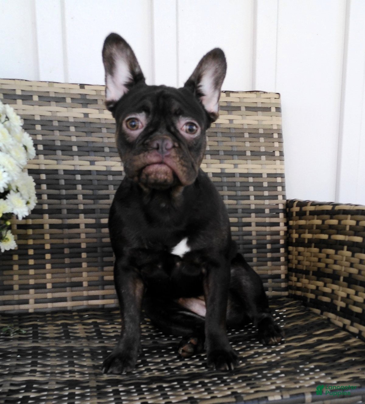 French Bulldog dogs Becca - Ad 2