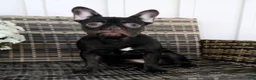 French Bulldog dogs for sale: Becca - Ad 2