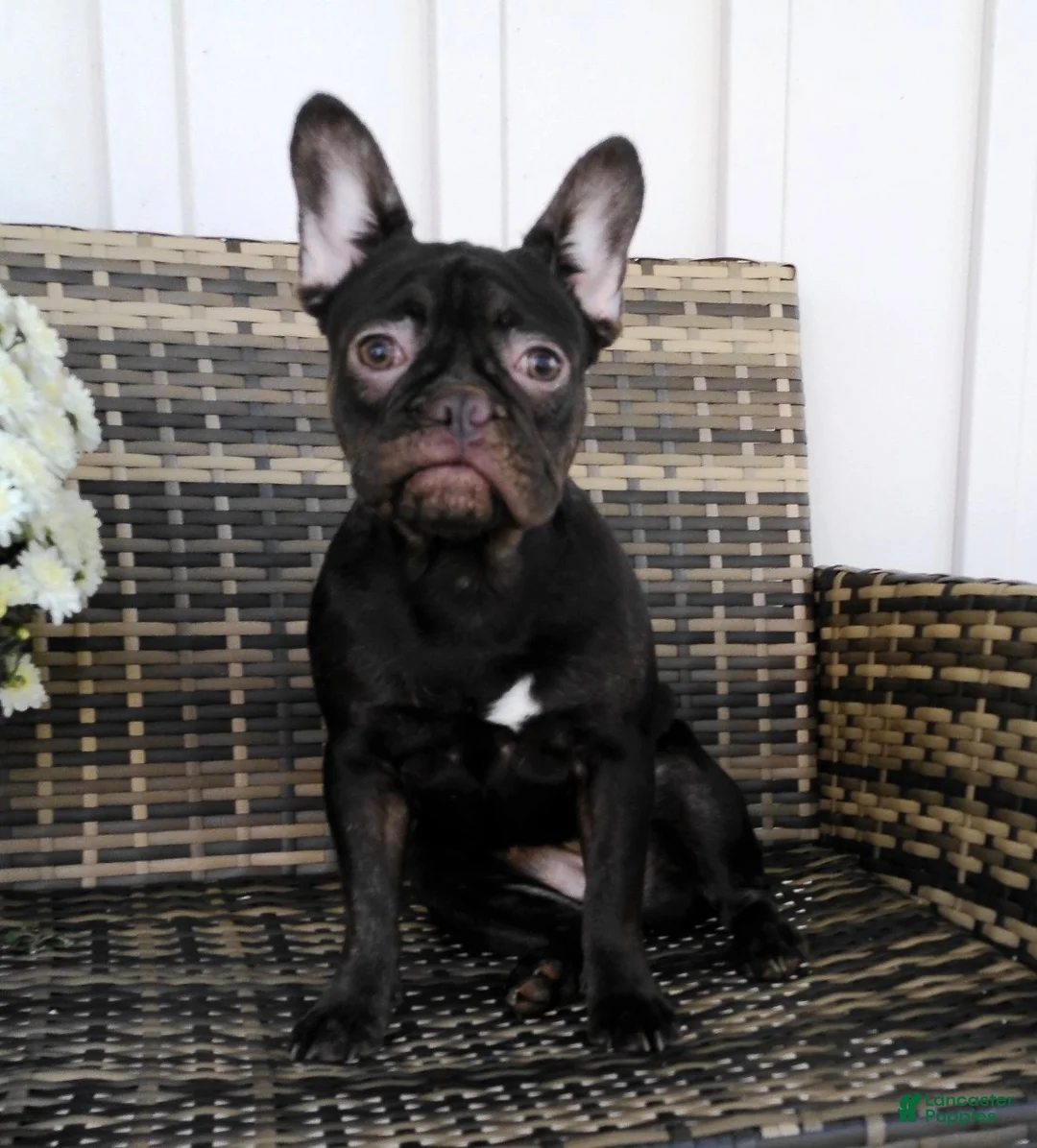 French Bulldog dogs for sale: Becca - Ad 2